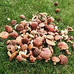 Semesterbostad Modraszkowe